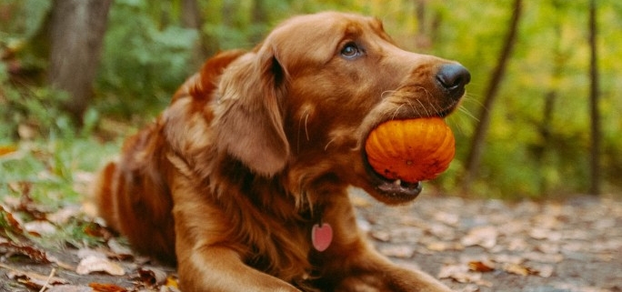 Hond herfst