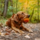 Hond herfst
